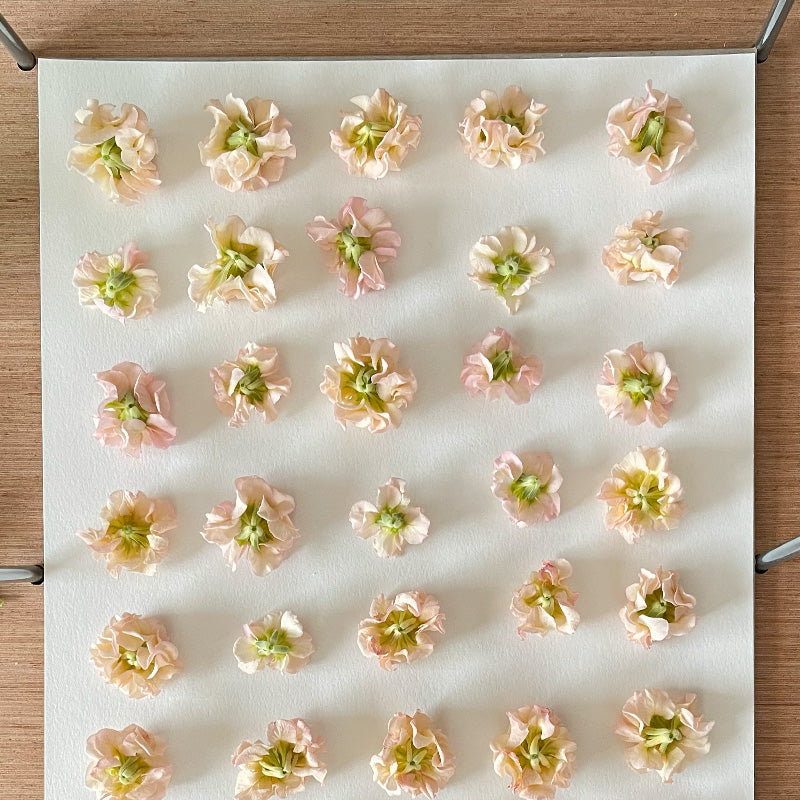 Fleurs en cours de pressage délicat selon une technique artisanale pour préserver les couleurs naturelles.